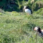 Kristin Kreuk Instagram - Puffins!!! By popular demand. Island of Lunga, Scotland. (My iPhone camera was not meant for puffin capture. But they are still adorbs)
