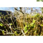 Kristin Kreuk Instagram - Spring. Spring. Spring.