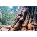 Kristin Kreuk Instagram - First adventure of 2023. TREES!!!! OCEAN!!! (These are mostly from Tofino, BC)