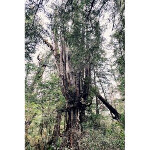 Kristin Kreuk Instagram - First adventure of 2023. TREES!!!! OCEAN!!! (These are mostly from Tofino, BC)