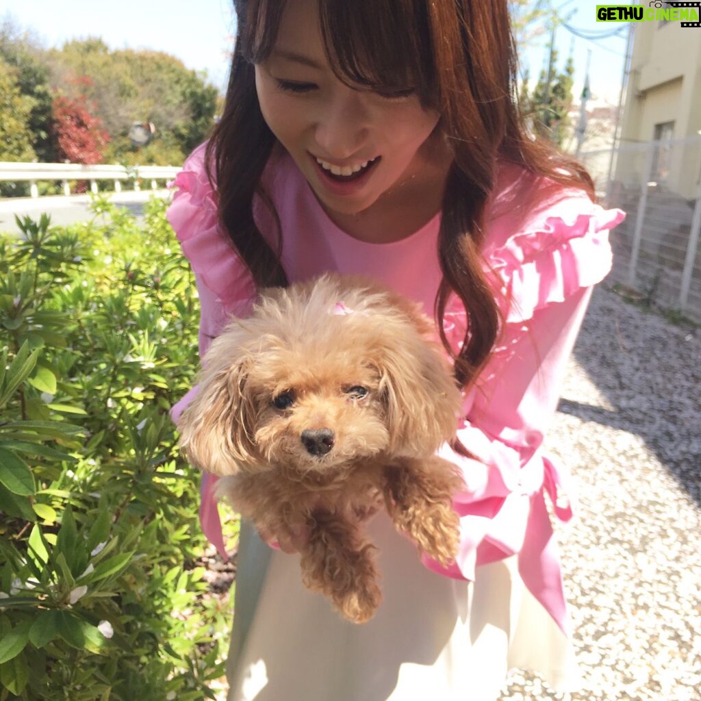 Kyoko Fukada Instagram - 撮影の合間に桜の花道をお散歩しました🌸天気が良い日は更に綺麗ですねぇ🍡桜の時期は無意識に気がついたら上を向いて歩いてる....🎀 #桜の絨毯 #メロン眠いのかな...？ #kyokofukada