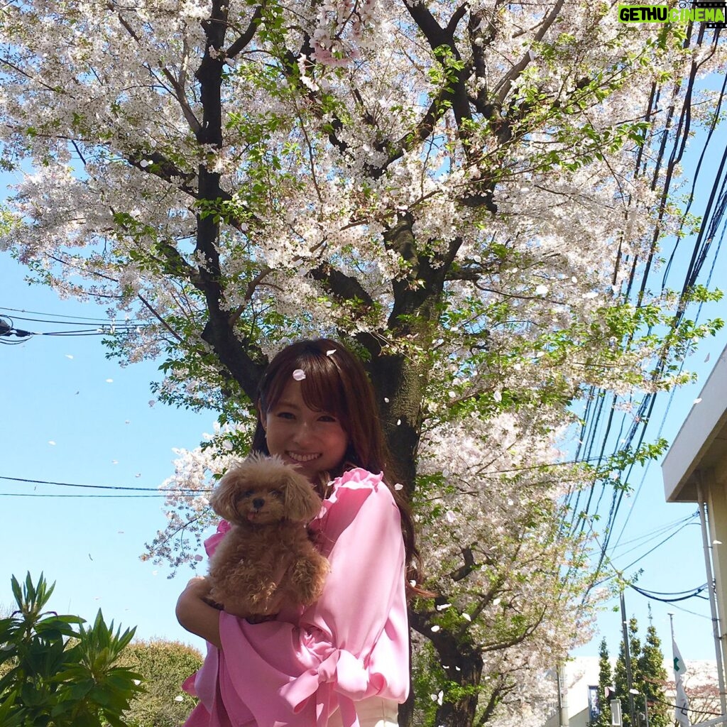 Kyoko Fukada Instagram - 撮影の合間に桜の花道をお散歩しました🌸天気が良い日は更に綺麗ですねぇ🍡桜の時期は無意識に気がついたら上を向いて歩いてる....🎀 #桜の絨毯 #メロン眠いのかな...？ #kyokofukada