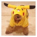 Kyoko Fukada Instagram – HALLOWEEN🎃 
に我が家に出現したモンスター👻
CP1982メロチュー  HP112.  タイプ犬
重さ1.3kg.  高さ0.26m
#ポケモンGO?風
#実はまだ未経験