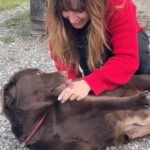 Laëtitia Milot Instagram - La @cdadecabriesofficiel est devenue partenaire-refuge de la fondation @30millionsdamis. 30 millions d’amis est venue avec des chiens qui ont tous été maltraités mais qui ont été réhabilités grâce à la fondation, ils ont tous une histoire touchante et sont prêts à l’adoption maintenant 🥰 La fondation est venue avec des niches, des croquettes, des médicaments, des jouets, des couvertures etc… et la CDA les accueille avec beaucoup de générosité. #animaux #chien #chat #dog #cat #animals #cadeaux