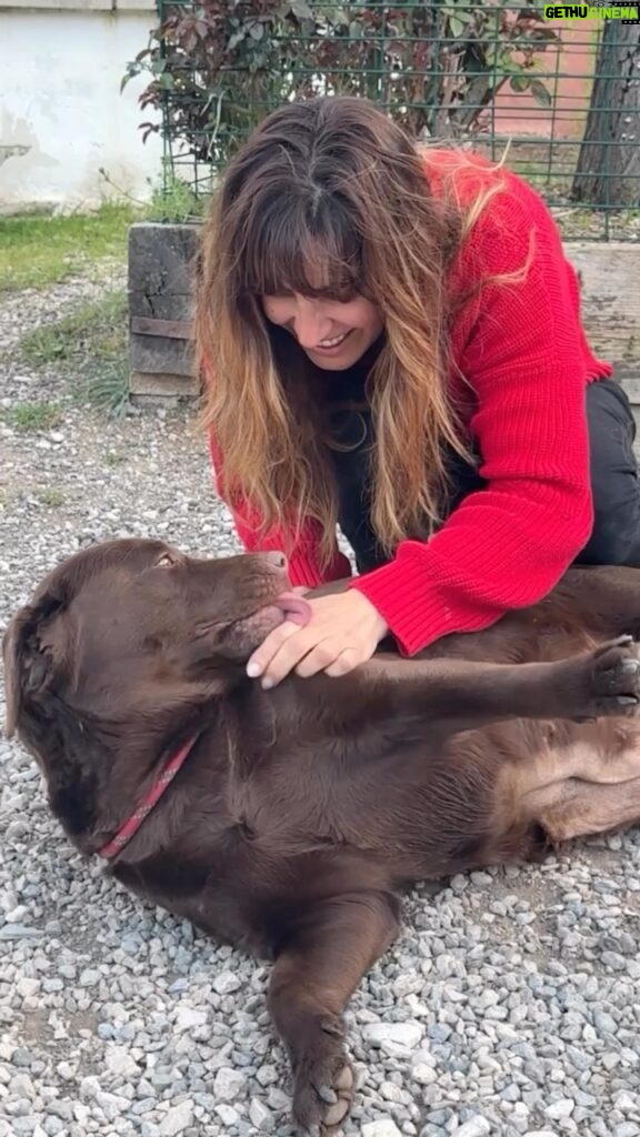 Laëtitia Milot Instagram - La @cdadecabriesofficiel est devenue partenaire-refuge de la fondation @30millionsdamis. 30 millions d’amis est venue avec des chiens qui ont tous été maltraités mais qui ont été réhabilités grâce à la fondation, ils ont tous une histoire touchante et sont prêts à l’adoption maintenant 🥰 La fondation est venue avec des niches, des croquettes, des médicaments, des jouets, des couvertures etc… et la CDA les accueille avec beaucoup de générosité. #animaux #chien #chat #dog #cat #animals #cadeaux