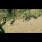 La Toya Jackson Instagram - I love this! I can watch it over and over again. These guys are too cute! #instagood #Mj #beatit #MichaelJackson #dance #smile #animals #cute #love #life #funny #mjfans
