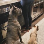 Laila Ali Instagram - ♥️🐾Best buds! Always together.