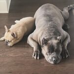 Laila Ali Instagram - ♥️🐾Best buds! Always together.