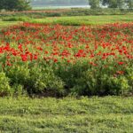 Laura Bush Instagram - Poppies for our dearest Poppy Lou #BeautifulTexas