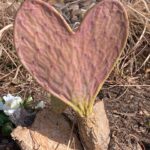 Laura Bush Instagram - Hearts full of love from Crawford Texas! Happy Valentine’s Day ❤️