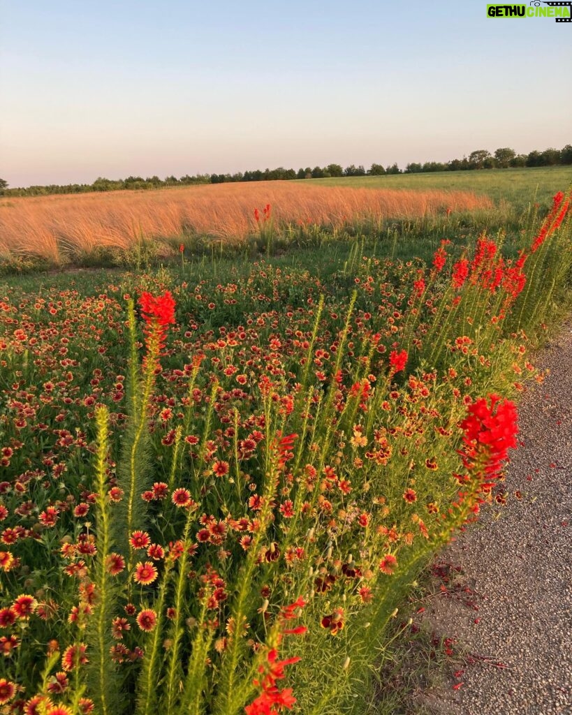 Laura Bush Instagram - Beautiful Texas! Standing cypress (Ipomopsis rubra) and blanket flower (Gaillardia) Cutleaf daisy (Englemann daisy) and blanket flower (Gaillardia) Mealycup sage (Salvia farinacea) And poppies for our Poppy Louise ❤️ @texanbynature @jennabhager