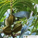Laura Bush Instagram - The @thebushcenter’s 15-acre Native Texas Park is open daily for self-guided tours from sunrise until sunset. Learn more about how you can explore the park and gardens at the link in my bio. Repost @nativetexaspark ******************************* Pecan (Carya illinoinensis) This State Tree of Texas is well represented in the park. They surround the outer circle of the Ceremonial Drive that leads to the Institute and are many other places in the park. According to the LBJWC site—Pecan is one of the most valuable cultivated plants originating in North America. Thomas Jefferson planted seeds at Monticello and gave some to George Washington; now these Pecans are the oldest trees in Mount Vernon. Location in the park:  Savanna and Woodland. 7/8/23