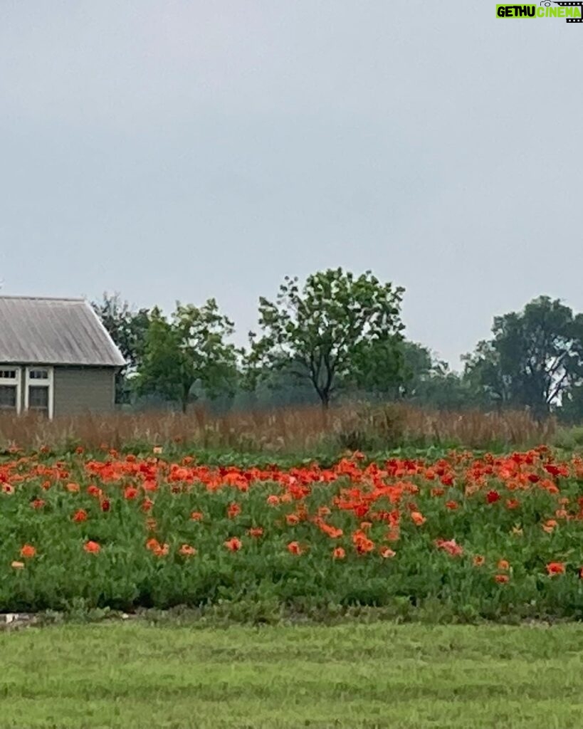 Laura Bush Instagram - Beautiful Texas! Standing cypress (Ipomopsis rubra) and blanket flower (Gaillardia) Cutleaf daisy (Englemann daisy) and blanket flower (Gaillardia) Mealycup sage (Salvia farinacea) And poppies for our Poppy Louise ❤️ @texanbynature @jennabhager