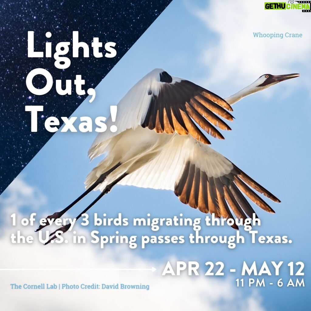 Laura Bush Instagram - Throughout the next month, hundreds of millions of birds will migrate through our state. We can ensure their safe passage with the simple act of turning off non-essential lights at night. I invite all Texans to turn off your lights and darken the skies during the spring migration through June 15 - and especially during peak migration, now through May 12. And look up! You might see something spectacular. #LightsOutTexas @texanbynature
