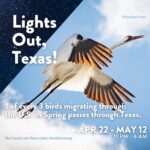 Laura Bush Instagram – Throughout the next month, hundreds of millions of birds will migrate through our state. We can ensure their safe passage with the simple act of turning off non-essential lights at night. 

I invite all Texans to turn off your lights and darken the skies during the spring migration through June 15 – and especially during peak migration, now through May 12. 

And look up! You might see something spectacular. #LightsOutTexas @texanbynature