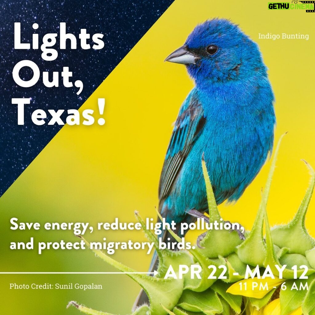Laura Bush Instagram - Did you know that every year, nearly 2 billion birds migrate through the Lone Star State? Join me in participating in #LightsOutTexas, a state-wide effort to protect our feathered friends as they travel. Turn off all non-essential lights between 11:00 pm - 6:00 am during the spring migration through June 15, and especially during peak migration, now through May 12. @texanbynature