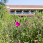 Laura Bush Instagram - Spend #EarthDay with us at @thebushcenter’s Native Texas Park! The wildflowers are in bloom, and they are spectacular this year! Free guided tours with are available every Saturday at 10 am through May 27, weather permitting. More info at link in bio. @thebushcenter @nativetexaspark