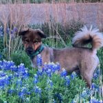 Laura Bush Instagram – Our handsome dog Freddy in the bluebonnets!