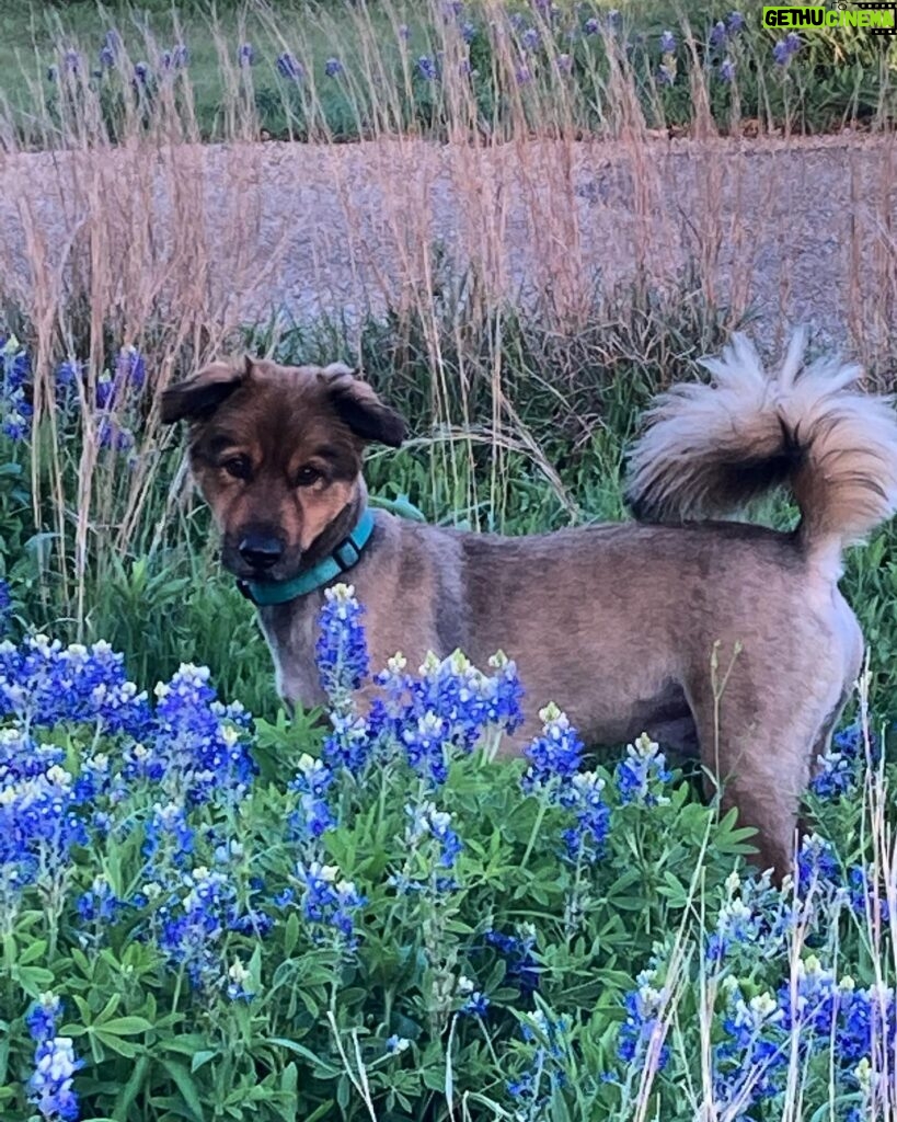 Laura Bush Instagram - Our handsome dog Freddy in the bluebonnets!