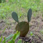 Laura Bush Instagram - The Easter Bunny is in Crawford!