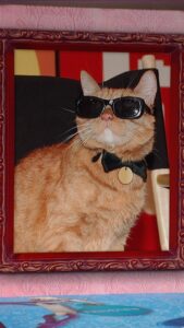 Laura Ramoso Instagram - @lau_ramoso wants to give your cat a purrrfect name