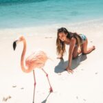 Lauren Gottlieb Instagram - FLAMINGOS!!! I’ll never be the same after this 🦩🤩 📸 @newinflux 💓 #aruba #rennaissanceisland #flamingo #flamingoisland #holiday #beach #vacation