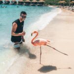 Lauren Gottlieb Instagram - FLAMINGOS!!! I’ll never be the same after this 🦩🤩 📸 @newinflux 💓 #aruba #rennaissanceisland #flamingo #flamingoisland #holiday #beach #vacation