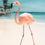 Lauren Gottlieb Instagram - FLAMINGOS!!! I’ll never be the same after this 🦩🤩 📸 @newinflux 💓 #aruba #rennaissanceisland #flamingo #flamingoisland #holiday #beach #vacation