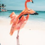 Lauren Gottlieb Instagram - FLAMINGOS!!! I’ll never be the same after this 🦩🤩 📸 @newinflux 💓 #aruba #rennaissanceisland #flamingo #flamingoisland #holiday #beach #vacation
