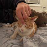 Lauren Lindsey Donzis Instagram - this is buster. buster is perfect. everyone say hi to him