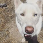 Leah Jenner Instagram - Hiking with the white wolf dog ✨