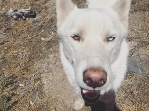 Leah Jenner Instagram - Hiking with the white wolf dog ✨