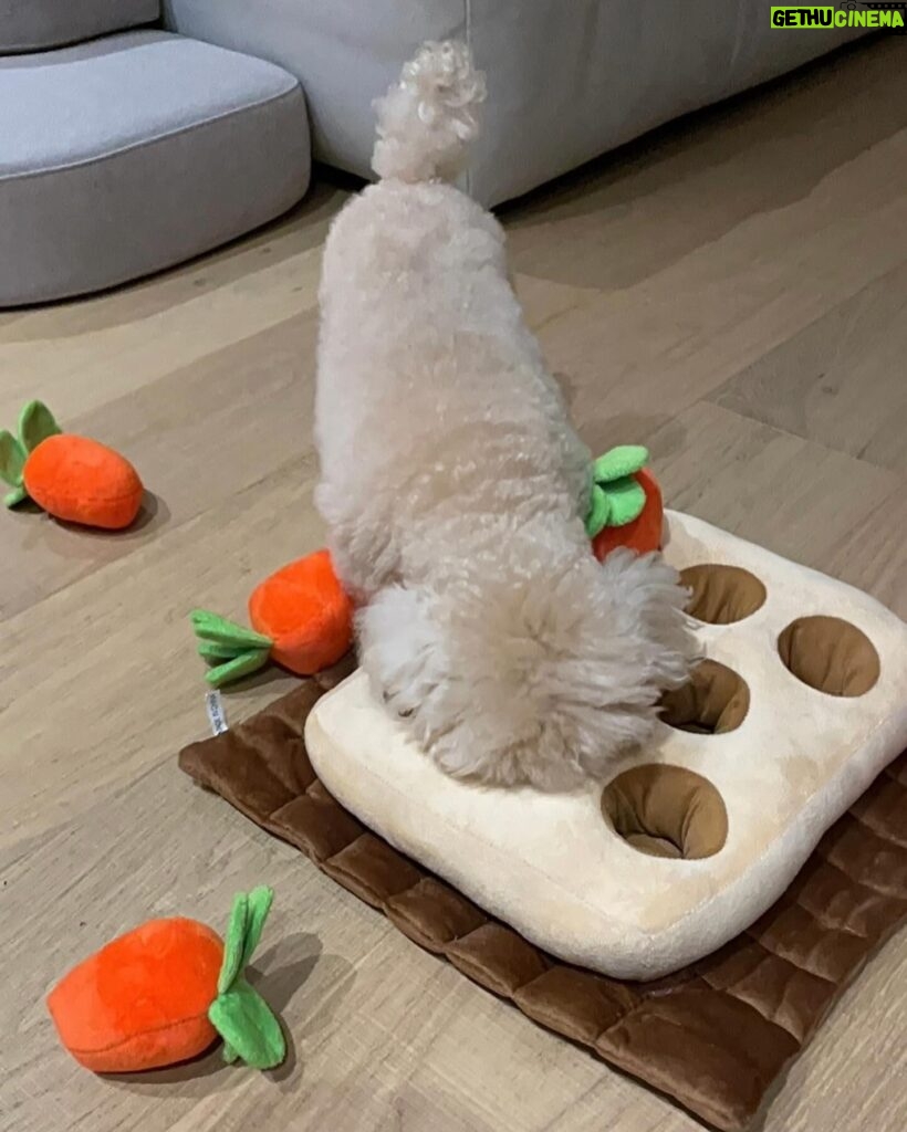 Lee Hae-ri Instagram - 당근밭이 이렇게나 무섭습니다🥕 이모부랑 엄마가 하나도 안 도와줘서 속땽한 감쟈 처음은 항상 어렵다 끄치🤎 #당근밭중독자#실지로는당근싫어함#당근다뱉음