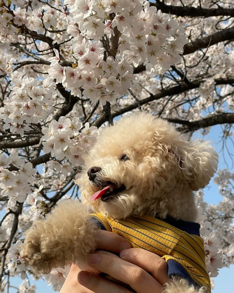 Lee Hae-ri Instagram - 요즘 내 출근 유니폼 그리고 엄마 발이 포근한 내사랑 바부🤎