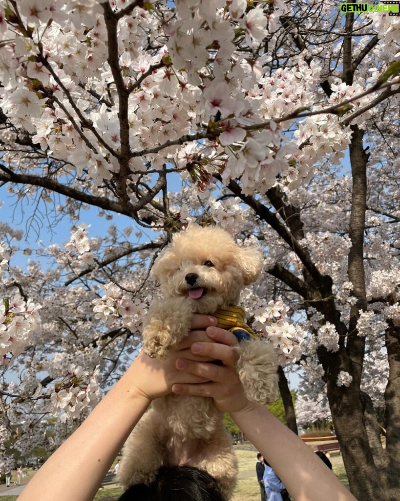 Lee Hae-ri Instagram - 요즘 내 출근 유니폼 그리고 엄마 발이 포근한 내사랑 바부🤎