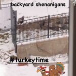 Leigh-Allyn Baker Instagram - Silly Turkey! #snow #shennanigans #turkey #backyard #backyardchickens #backyardturkeys