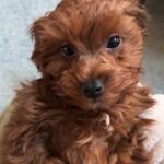 Leigh-Allyn Baker Instagram - Good morning! #dogsofinstagram #chewbacca #berenstainbears #cavapoo #dogslife