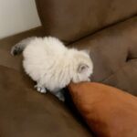 Leila Bolukat Instagram - بمناسبت روز جهانی گربه چند ویدیو از بچه گربه های دوست داشتنیم (تامی،تیله،طوسی)، از دو ماهگی تا الان 🌿💞🙋‍♀️ لطفا ورق بزنید 🙏 #لیلا_بلوکات #گربه_ها #با_حیوانات_مهربان_باشیم #روز_جهانی_گربه
