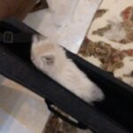Leila Bolukat Instagram - بمناسبت روز جهانی گربه چند ویدیو از بچه گربه های دوست داشتنیم (تامی،تیله،طوسی)، از دو ماهگی تا الان 🌿💞🙋‍♀️ لطفا ورق بزنید 🙏 #لیلا_بلوکات #گربه_ها #با_حیوانات_مهربان_باشیم #روز_جهانی_گربه