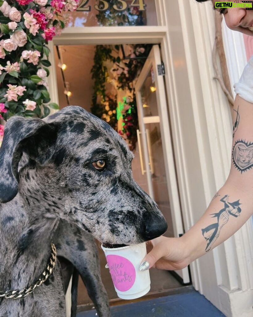 Leona Lewis Instagram - Proud to say my coffee shop is possibly THE most dog friendly place in town 🤍 @coffeeandplantsla #pupacino