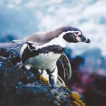 Leonardo DiCaprio Instagram - A new marine protected area has been established in Peru to safeguard species like Humboldt Penguins, Humpback Whales, Hammerhead Sharks, and Pacific Seahorses - all while supporting traditional local fishing practices. We congratulate the government and @sernanp of Peru for the declaration of the Mar Tropical de Grau National Reserve, which protects over 285,000 acres of biodiverse marine ecosystems where the cold Humboldt and warm tropical currents meet. My organization @rewild is proud to have supported this effort with partner @naturecultureinternational and others, including the local communities from the coast of Piura and Tumbes, to officially designate this vital place as a national reserve. This establishment allows Mar Tropical de Grau to not only protect marine life but also improve sustainable use of its natural resources through closely monitored traditional local activities and eco-friendly tourism development. Photo credit: Nature and Culture International