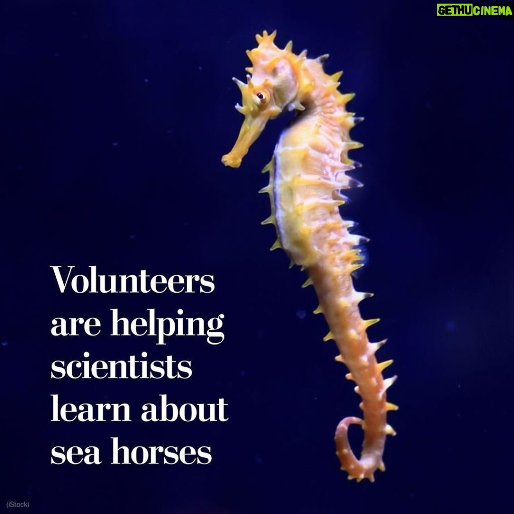 Leonardo DiCaprio Instagram - Repost from @postclimate • Citizen contributions provided new information on 10 of 17 seahorse species and helped update knowledge about the geographic distribution of nine species, researchers found. Some of the observations even helped scientists better understand when and how seahorses breed. The iSeahorse project asks the public to record seahorse sightings and observe the animals’ behavior. “Seahorses are very much the sort of fascinating species that benefit from community science, as they are cryptic enough to make even formal research challenging,” said Heather Koldewey, the project’s co-founder. Read more by visiting the link in our bio.