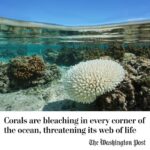 Leonardo DiCaprio Instagram - Leading scientists report the world is experiencing its fourth global coral bleaching event, the second in the last decade. Bleaching occurs when coral stressed by heat begin to starve after losing the life-sustaining algae found in their tissues. They then turn transparent, leaving only their white skeletons. Scientists worldwide are bracing for unprecedented ocean temperatures since marine heat waves sent temperatures into triple digits in shallow waters off Florida’s coast, leaving coral restoration groups scrambling to rescue corals by evacuating them from the ocean. “This has been the most challenging year of my professional life, it’s just too much to handle,” Phanor Montoya-Maya, a program manager at @coralrestorationfoundation - a nonprofit coral restoration group in the Florida Keys, told the @washingtonpost. At least 53 countries and local regions have experienced mass bleaching across the Atlantic, Pacific, and Indian oceans leading to an officially declared global bleaching event. Visit the link in bio to learn more. Photo credit: Getty Images