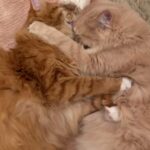 Leslie Mann Instagram - Happy caturday🐈🐈❤️ @honey_apatow