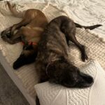 Lindsey Vonn Instagram - Thankful for unconditional love 🐕 🐶 🐾 Because no matter how high or how low life gets, I will always have their love ❤️ Happy Valentine’s Day! Sending ❤️ to everyone from me and my furry valentines 💌 @vonndogs We miss you Bear ❤️🕊️🙏🏻