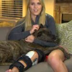Lindsey Vonn Instagram - Dogs are the best medicine in times like these… I adopted Leo right before my 2nd ACL surgery and he’s been with me through all my surgeries since. Leo was hit by a car before I adopted him and he’s got almost as many screws in his leg as I do. He never likes it when I cry but he always knows when I’m hurt and he doesn’t leave my side. I think he knows what it feels like. Just thankful I have my pups ❤️🐶