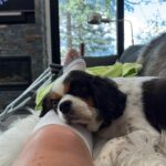 Lindsey Vonn Instagram - Dogs are the best medicine in times like these… I adopted Leo right before my 2nd ACL surgery and he’s been with me through all my surgeries since. Leo was hit by a car before I adopted him and he’s got almost as many screws in his leg as I do. He never likes it when I cry but he always knows when I’m hurt and he doesn’t leave my side. I think he knows what it feels like. Just thankful I have my pups ❤️🐶