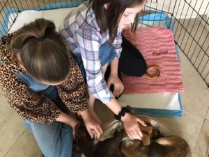 Lisa Marie Presley Instagram - We’ve been fostering pups from a shelter. Exhausting but so rewarding 👍🐶 be well❤️