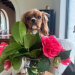 Liv Tyler Instagram - 💗 puppy lady Rio ♥️