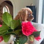 Liv Tyler Instagram - 💗 puppy lady Rio ♥️